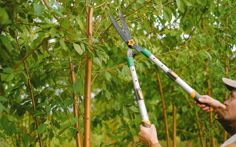 Tree trimming in Albion, OK