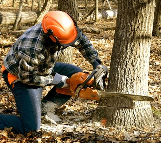 Tree Removal in Albion, OK